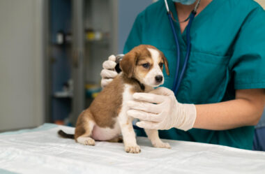 Como funciona o Plano de Saúde de Cachorro?